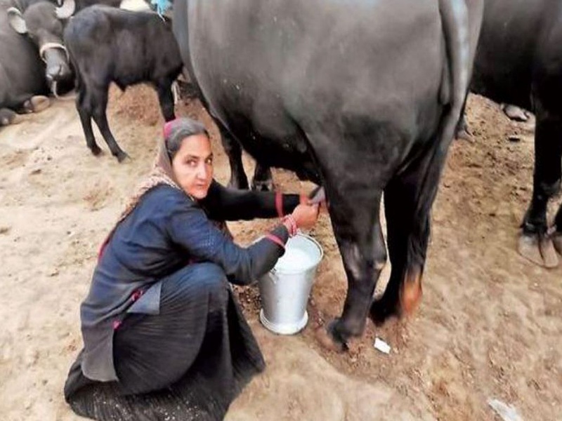A woman from Gujarat state earning more than 1crore by diary Farming A woman from Gujarat state earning more than 1crore by diary Farming