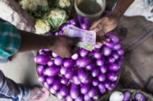 বেঙেনা খেতিৰ কৃষকলৈ কিছু কথাঃ