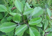 দুপৰটেঙা, পাতেবাহাৰ বা দুপৰীয়া টেঙা চমু বিৱৰণ