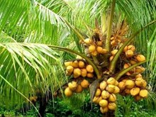 নাৰিকল গছৰ কৃষি পদ্ধতি