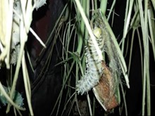 এৰী পলু পালনৰ উন্নত পদ্ধতি উত্তৰ