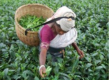 চাহগছৰ শীতকালীন যতন