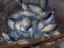 অৰ্দ্ধগহন পদ্ধতিৰে ব্যৱসায়িক ভিত্তিত মাছ পালন