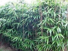 এৰ’ বেম্ব’