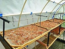 Solar dryer ত মাছ শুকোৱা কৌশল Solar dryer ত মাছ শুকোৱা কৌশল