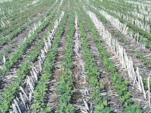 শালিধান চপোৱাৰ পিচতে জি’ৰ টিলেজ পদ্ধতিৰে ঘেঁহু খেতি