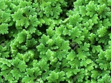 পশুৰ বাবে এজলা কিয় ইমান গুৰত্বপূর্ণ, জানো আহক কাৰণ সমূহ: