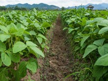 জীৱাণুসাৰ