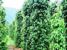 বাৰীত তামোল-পাণ আৰু জালুকৰ খেতি