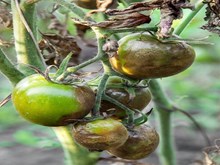 বিলাহীৰ লেৰেলি যোৱা বেমাৰ আৰু নিয়ন্ত্ৰণ