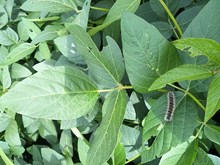 বিছাৰ উপদ্ৰবৰ পৰা ৰেহাই পোৱাৰ উপাই