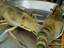 ৰাজ্যৰ নিবনুৱাৰ বাবে আদর্শস্বৰূপ কলং কপিলী(an inspiration story of assam fermer)