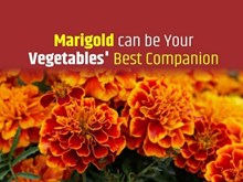 গন্ধা ফুলৰ খেতি কৰি স্বাৱলম্বী হও আহক (know all about the Marigold Cultivation)