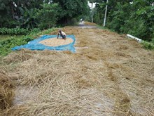 আপুনি জানেনে ধান খেৰত ইউৰিয়া প্ৰয়োগ কৰি উৎকৃষ্টমানৰ পশুখাদ্য প্ৰস্তুত কৰিব পাৰি? 