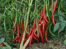 জলকীয়া খেতিৰ পৰিচর্যা 