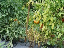 বিলাহীক বিভিন্ন অনিষ্টকাৰী পোক পতংগৰ পৰা ৰক্ষা কৰাৰ উপায় :