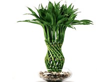 ঘৰৰ ভিতৰত ৰখা বায়ু পৰিশোধিত উদ্ভিদ