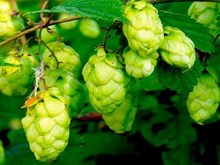 বিহাৰৰ কৃষকে বিশ্বৰ আটাইতকৈ দামী শস্য 'হপ-শ্বুট' খেতি কৰিছে, প্রতি কেজিৰ দাম শুনিলে আপুনি আচৰিত হৈ পৰিব 