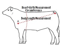 আপুনি গৰু দেখি ওজন ক'ব পাৰে নেকি? যদি নাজানে শিকি লওঁক -