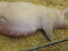 গাভিনী গাহৰিৰ যতন সম্বান্ধে জানো আহক