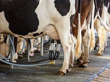 নিবনুৱা সকলৰ বাবে জীৱিকাৰ এটি পথ বিজ্ঞানসন্মত ভাবে দুগ্ধ উৎপাদন (Diary Farming one of the best profitable business of Assam)