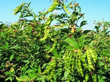 বিজ্ঞানসন্মত পদ্ধতিত ৰহৰ খেতি প্রণালী জানো আহক 