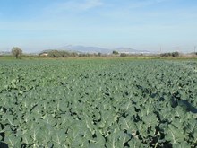 অধিক উৎপাদন দিব পৰা ব্রকলি খেতি প্রণালী (Broccoli Cultivation in Assam)