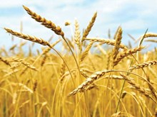 উন্নত পদ্ধতিৰে গোমধানৰ খেতি (wheat Farming  guides)