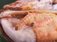 কপাহ খেতিৰ এই অপকাৰী কীটবোৰ প্রতিৰোধ কৰিবলৈ ICARৰ এইকেইটা পৰামর্শ গ্রহণ কৰক