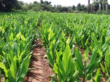 হালধি খেতিৰ উন্নত কৃষি প্রণালী