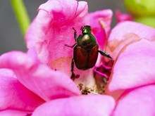 ব্যৱসায়িক ভিত্তিত কৰা ফুলৰ অনিষ্টকাৰী কেইবিধমান কীটপতংগ আৰু নিয়ন্ত্রণৰ উপায়