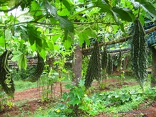 বাৰিষা কালত তিঁতা কেৰেলাৰ কৃষি প্রণালী জানো আহক (Bitter gourd Farming in Summer)