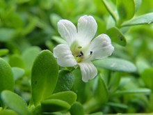 ব্ৰাহ্মী শাকৰ উপকাৰিতা (Some Impressive health benefits of brahmi leafs)