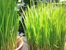 ৰীণা ঘাঁহৰ কৃষি কথা (Rina Grass Farming for cow feeds)