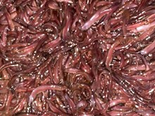 আপুনি এজন মীন পালক নেকি? কম খৰচতে কেনেদৰে পোনা উৎপাদন কৰিব পাৰে শিকি লওক -