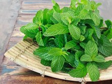 পদিনাৰ স্বাস্থ্য উপকাৰিতা ( Health benefits of Padina Leafs)