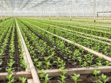 কৃষক সকলৰ FPO মানে কি? খেতিয়ক সকল ইয়াৰ পৰা কেনেদৰে লাভাৱান হব পাৰে? (What is FPO and how farmers Benefited by this program)