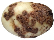 আলু খেতিৰ ৰোগ প্রতিৰোধৰ ব্যৱস্থাপনা আৰু কীট- পতংগ নিয়ন্ত্রণ (pest and disease of potato and its control)