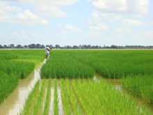 ধান খেতিত কেনেকৈ অধিক লাভ অৰ্জন কৰিব পাৰি? (Increase production of Rice Farming )
