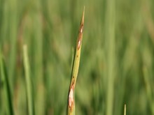 ধানৰ ব্লাষ্ট ৰোগ আৰু ইয়াৰ প্রতিকাৰৰ উপায়