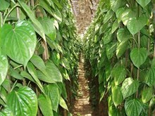 আপুনিও উন্নত পদ্ধতিৰে পানৰ খেতি কৰি স্বাৱলম্বী হব পাৰে। কিন্তু কেনেদৰে?