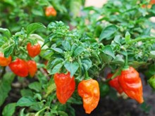 ভোট জলকীয়া খেতিয়ক সকলে তলত দিয়া কথা কেইটা বিশেষভাৱে মন কৰিব লাগে