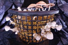 ধানখেৰৰ কাঠফুলাৰ (Mushroom Farming with Rice straw) খেতি কেনেকৈ কৰিব ?