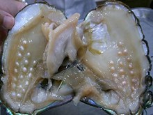 Pearls Farming - কেনেদৰে কৰিব মুক্তা খেতি? মুক্তাৰ ব্যৱসায় কৰি কোটি পতি হওঁক 