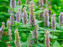 শুকলতি (পাচাউলি) শাকৰ উপকাৰিতাসমূহ জানো আহক