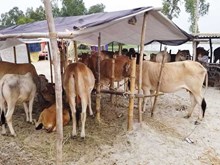 বানৰ সময়ত আৰু বানৰ পাছত পশুধনৰ প্ৰতি ল’বলগীয়া ব্যৱস্থা