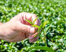 খৰাং বতৰত চাহ গছৰ প্ৰতিপালন (Tea Garden care during Summer)
