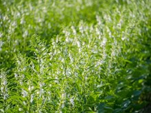 Sesame Farming: তিলৰ খেতি কেনেদৰে কৰিব? সম্পূৰ্ণ পদ্ধতি জানক