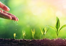 বহনক্ষম কৃষি উৎপাদনৰ বাবে ছালফাৰ, কেলচিয়াম আৰু মেগনেছিয়ামৰ গুৰুত্ব