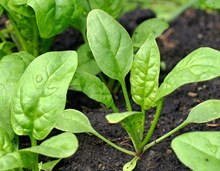পালেং শাকৰ কৃষি প্রণালী (Spinach cultivation guide)